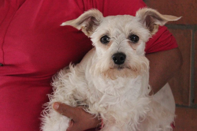 perro 2 alcaldía suba