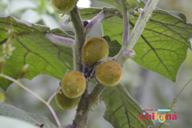 lulo Humedal cordoba chikana-