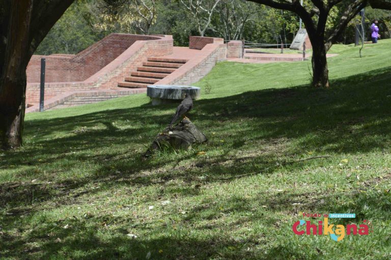 mirla patinaranja parque mirador de los nevados-compressed