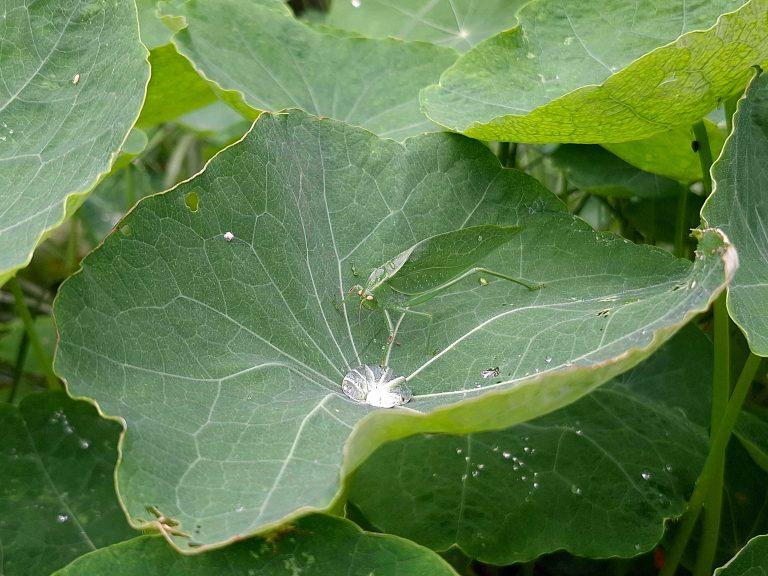 Saltamontes de hoja-Humedal de Córdoba