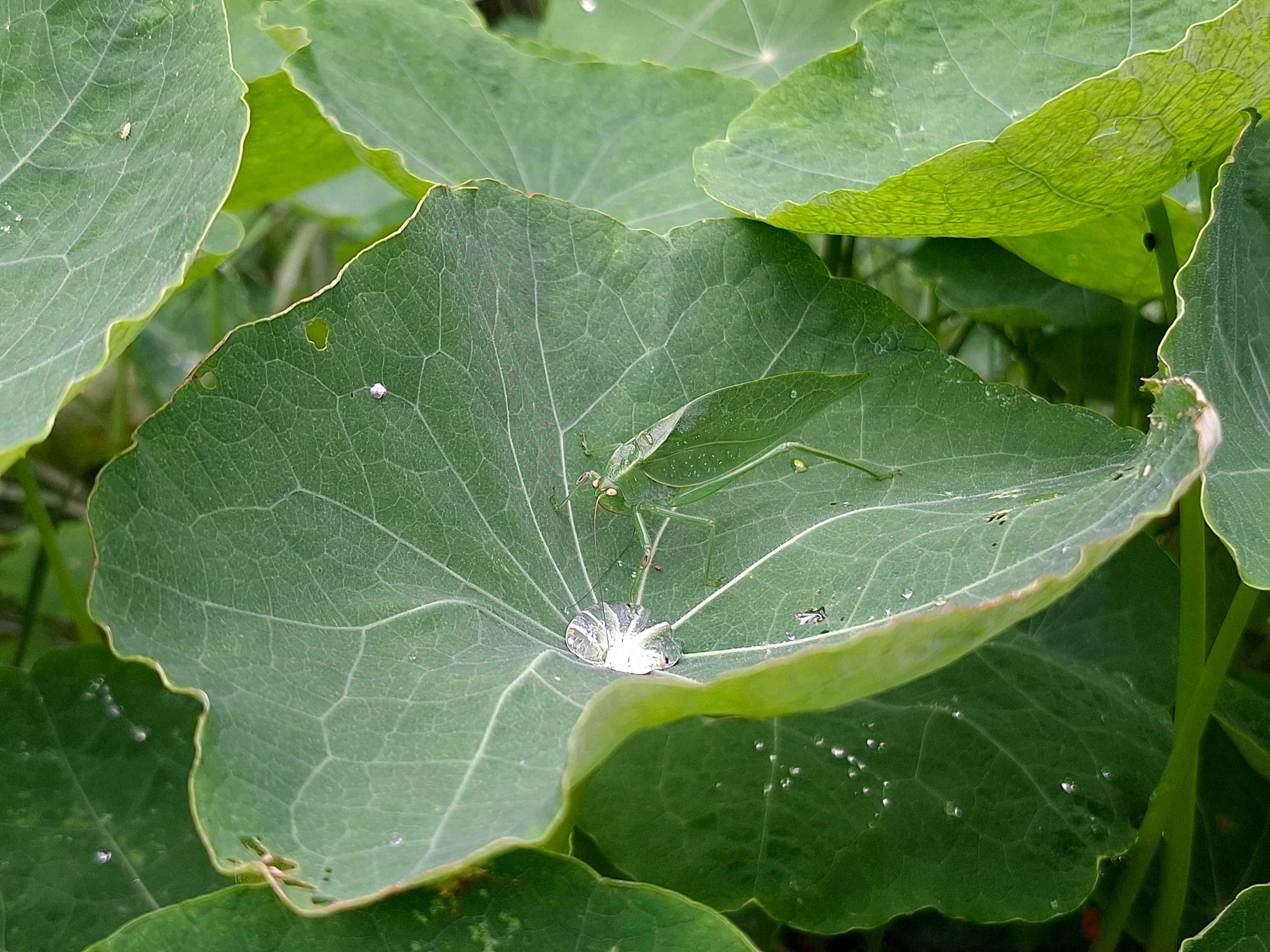 Saltamontes de hoja-Humedal de Córdoba